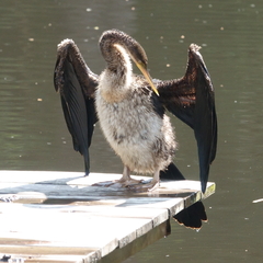 Anhinga novaehollandiae
