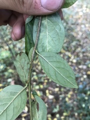Cotoneaster bullatus