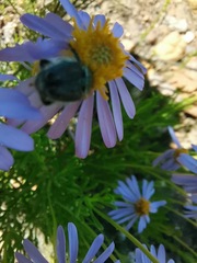 Felicia filifolia