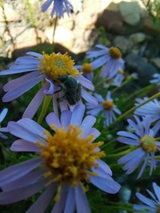 Felicia filifolia