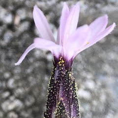 Lessingia micradenia micradenia
