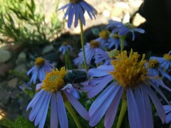 Felicia filifolia