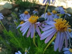 Felicia filifolia