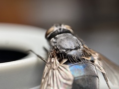 Calliphora terraenovae