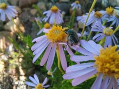 Felicia filifolia