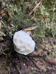 Hydnellum peckii