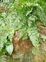 Osmunda regalis