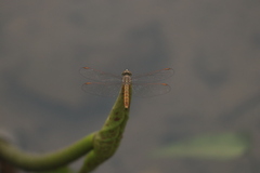 Brachythemis contaminata