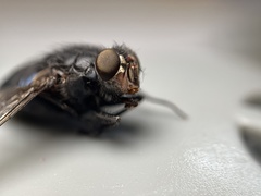 Calliphora terraenovae