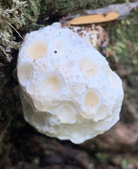 Hydnellum peckii