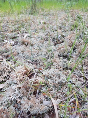 Pulchrocladia retipora