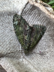 Chloroclysta siterata