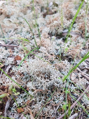 Pulchrocladia retipora