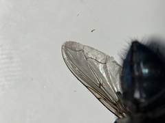 Calliphora terraenovae