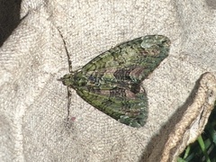 Chloroclysta siterata