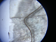 Calliphora terraenovae