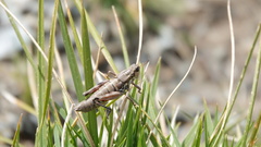 Orthoptera