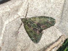 Chloroclysta siterata