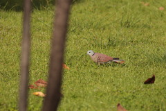 Streptopelia tranquebarica humilis