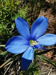 Aristea africana