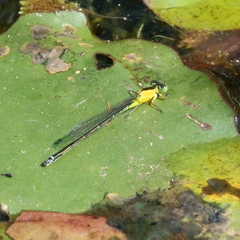 Ischnura pruinescens