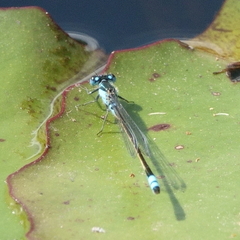 Ischnura heterosticta
