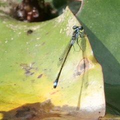 Ischnura pruinescens