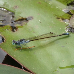 Ischnura pruinescens