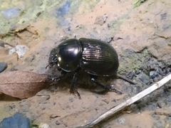 Phelotrupes laevistriatus