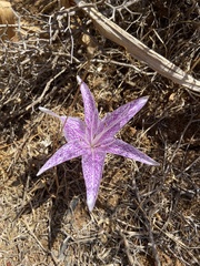 Colchicum variegatum