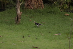 Gracupica nigricollis