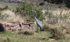 Ardea melanocephala