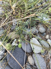 Sanguisorba occidentalis
