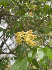 Pandorea floribunda