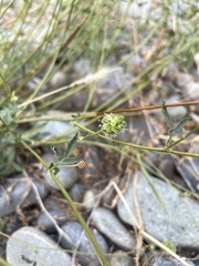 Sanguisorba occidentalis