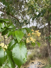 Pandorea floribunda