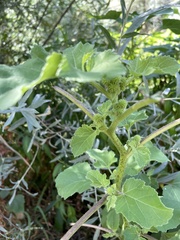 Xanthium strumarium