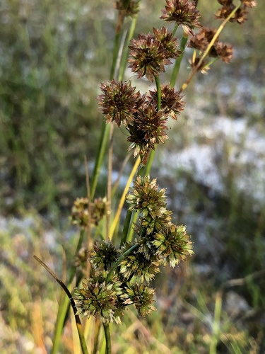 Canadian rush (Juncus canadensis)