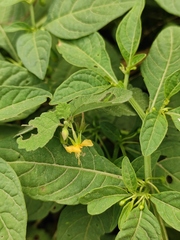 Corchoropsis crenata