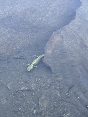 Ambystoma macrodactylum