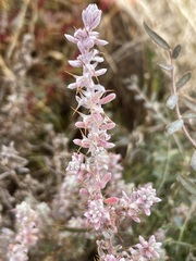 Sclerolaena constricta