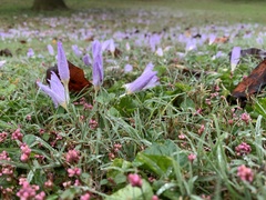 Crocus kotschyanus
