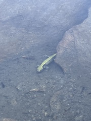 Ambystoma macrodactylum