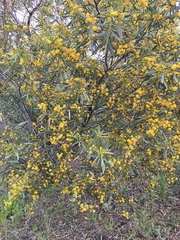 Acacia ligulata