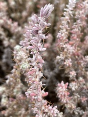 Sclerolaena constricta