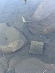 Ambystoma macrodactylum