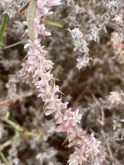 Sclerolaena constricta