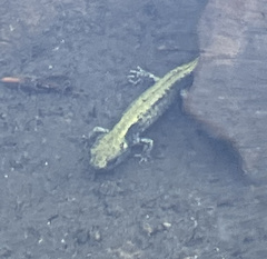 Ambystoma macrodactylum