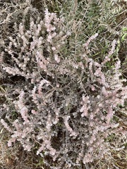 Sclerolaena constricta