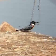 Megaceryle maxima maxima